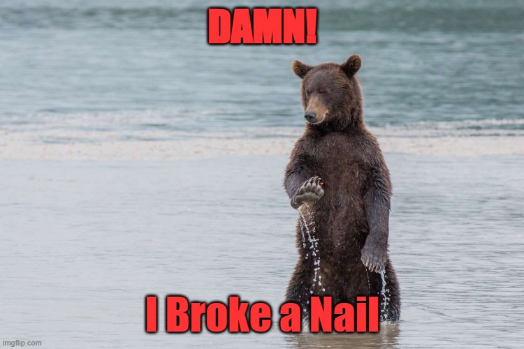 Dagnabit! | DAMN! I Broke a Nail | image tagged in bear | made w/ Imgflip meme maker