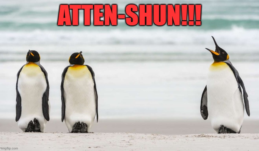 Penguin Basic | ATTEN-SHUN!!! | image tagged in penguins | made w/ Imgflip meme maker