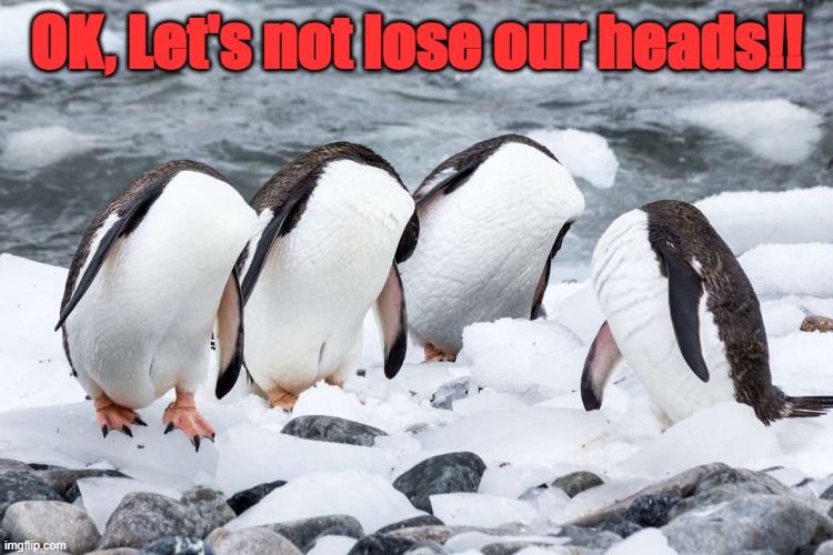 DON'T PANIC! | OK, Let's not lose our heads!! | image tagged in penguins | made w/ Imgflip meme maker
