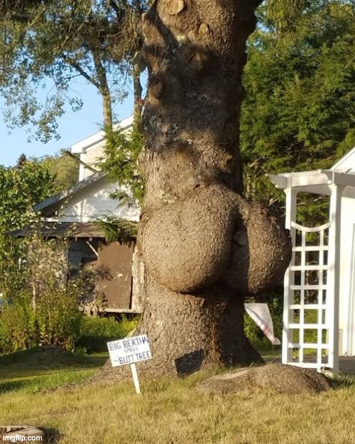 butt tree | image tagged in butt tree | made w/ Imgflip meme maker