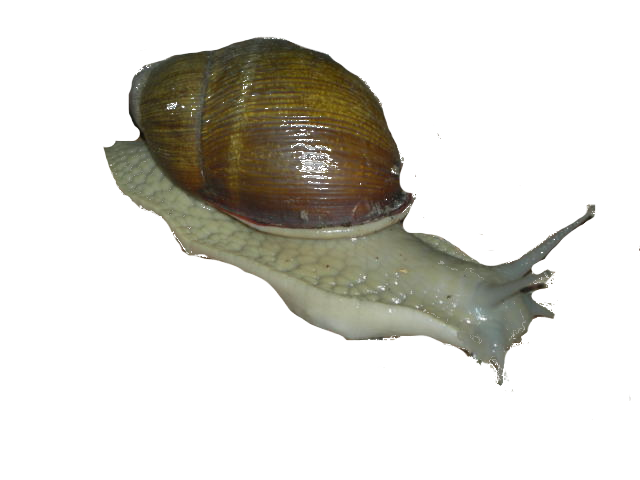 snail transparent Blank Meme Template