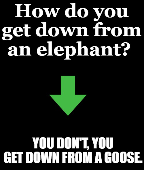 black screen | How do you get down from an elephant? YOU DON'T, YOU GET DOWN FROM A GOOSE. | image tagged in black screen | made w/ Imgflip meme maker