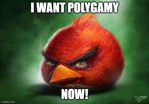 Realistic Red Angry Birds | I WANT POLYGAMY; NOW! | image tagged in realistic red angry birds | made w/ Imgflip meme maker