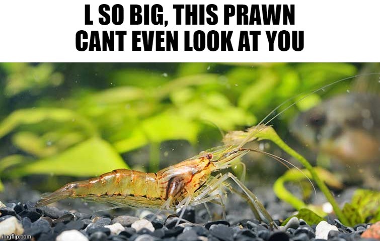 image tagged in prawn cant look | made w/ Imgflip meme maker
