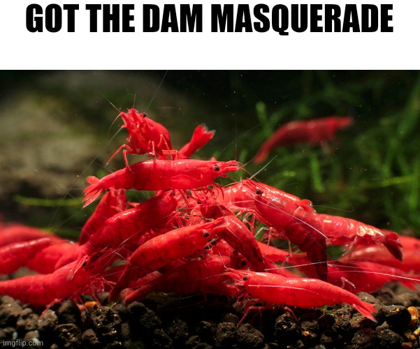 Guys I'm only doing this to make pkmn mad, I'm sorry you guys have to see these honestly | GOT THE DAM MASQUERADE | made w/ Imgflip meme maker