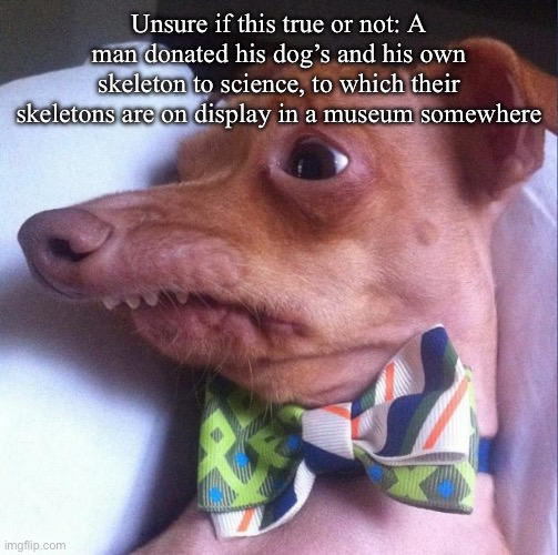So they would never be apart | Unsure if this true or not: A man donated his dog’s and his own skeleton to science, to which their skeletons are on display in a museum somewhere | image tagged in tuna the dog phteven | made w/ Imgflip meme maker