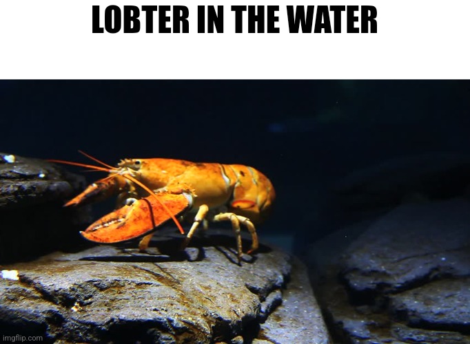 @iuym or whatever your new username is, no. | LOBTER IN THE WATER | made w/ Imgflip meme maker