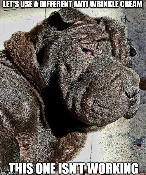 Junior sharpei | LET'S USE A DIFFERENT ANTI WRINKLE CREAM; THIS ONE ISN'T WORKING | image tagged in junior sharpei | made w/ Imgflip meme maker