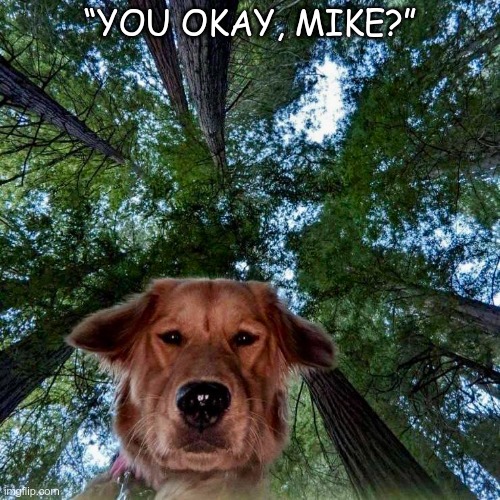 You Okay? | “YOU OKAY, MIKE?” | image tagged in concern,dog,fall,looking up,man's best friend | made w/ Imgflip meme maker