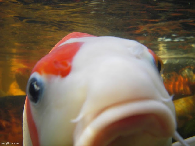 Koi | image tagged in koi | made w/ Imgflip meme maker