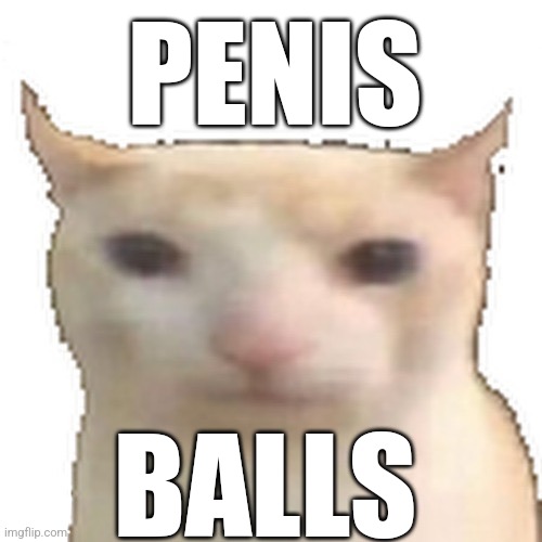 Hahaha | PENIS; BALLS | image tagged in cat | made w/ Imgflip meme maker