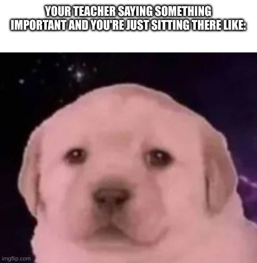 puppy close up | YOUR TEACHER SAYING SOMETHING IMPORTANT AND YOU'RE JUST SITTING THERE LIKE: | image tagged in puppy close up | made w/ Imgflip meme maker