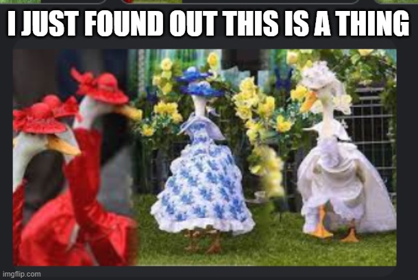 Just found out model ducks are a thing>.< | I JUST FOUND OUT THIS IS A THING | image tagged in model,ducks,confusion | made w/ Imgflip meme maker