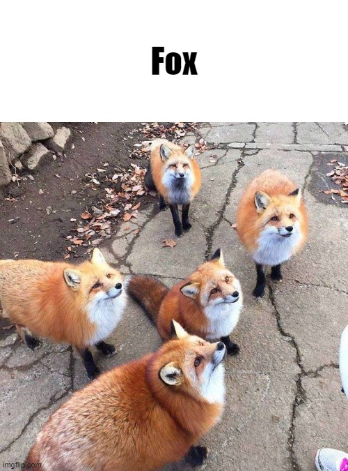 Fox | Fox | image tagged in fox skulk,fox,shitpost | made w/ Imgflip meme maker