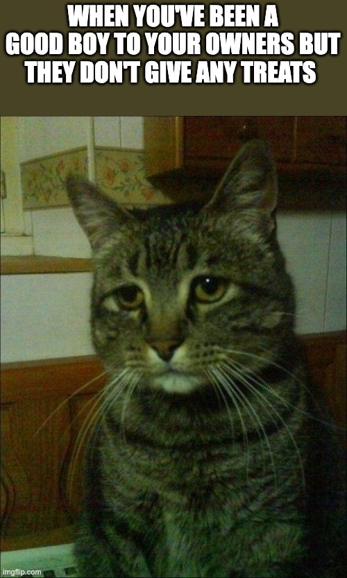Sad Cat | WHEN YOU'VE BEEN A GOOD BOY TO YOUR OWNERS BUT THEY DON'T GIVE ANY TREATS | image tagged in memes,depressed cat | made w/ Imgflip meme maker