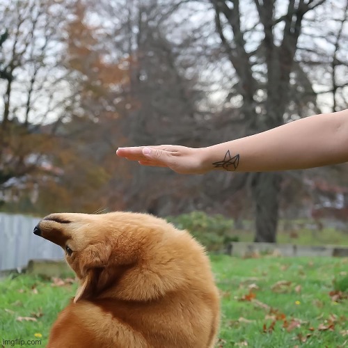 Avoid Dog | image tagged in avoid dog | made w/ Imgflip meme maker