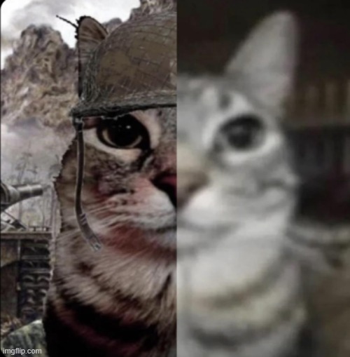 thousand cat stare | image tagged in ca,memes | made w/ Imgflip meme maker