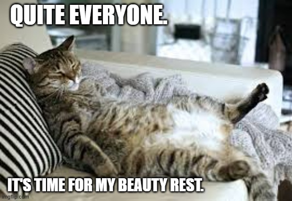 meme by Brad cat needs beauty rest | QUITE EVERYONE. IT'S TIME FOR MY BEAUTY REST. | image tagged in funny cat memes,humor,cat meme,cat,cats | made w/ Imgflip meme maker