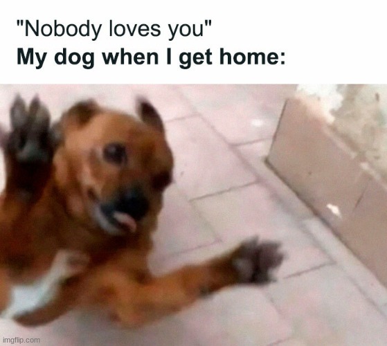 He's so happy | image tagged in memes,funny,dogs | made w/ Imgflip meme maker