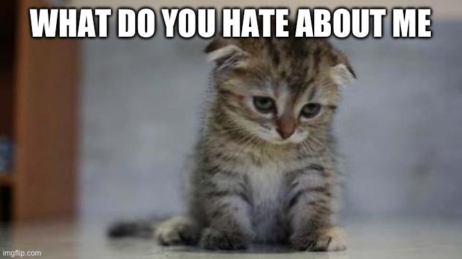 Sad kitten | WHAT DO YOU HATE ABOUT ME | image tagged in sad kitten | made w/ Imgflip meme maker