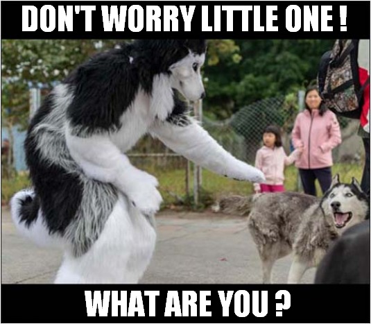 One Scared Husky ! | DON'T WORRY LITTLE ONE ! WHAT ARE YOU ? | image tagged in dogs,husky,costume | made w/ Imgflip meme maker