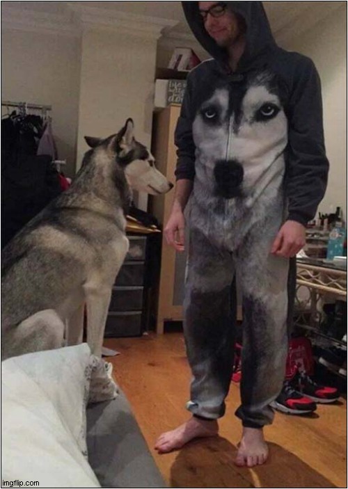 One Unimpressed Husky ! | image tagged in dogs,husky,costume | made w/ Imgflip meme maker