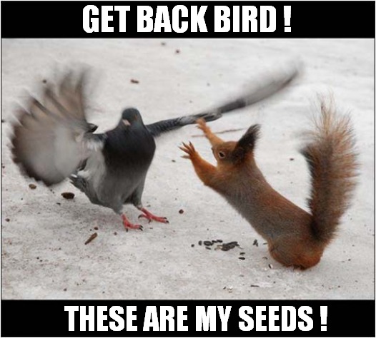Defending His Food ! | GET BACK BIRD ! THESE ARE MY SEEDS ! | image tagged in squirrel,bird,seeds,get back | made w/ Imgflip meme maker