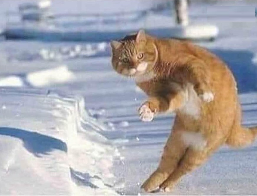 High Quality DODGING CAT, TABBY IN A SNOWBALL FIGHT Blank Meme Template