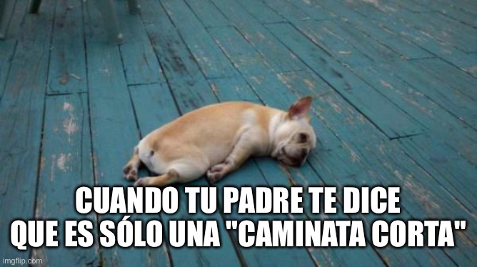 Spanish meme | CUANDO TU PADRE TE DICE QUE ES SÓLO UNA "CAMINATA CORTA" | image tagged in tired dog | made w/ Imgflip meme maker