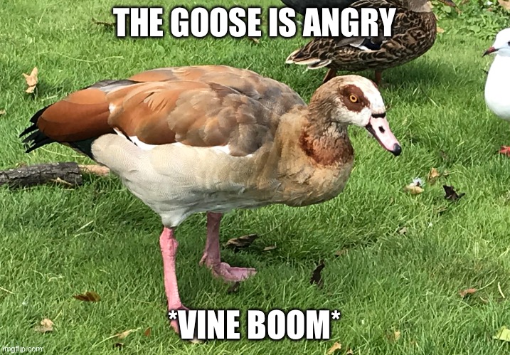 Angry goose | THE GOOSE IS ANGRY; *VINE BOOM* | image tagged in angry goose | made w/ Imgflip meme maker