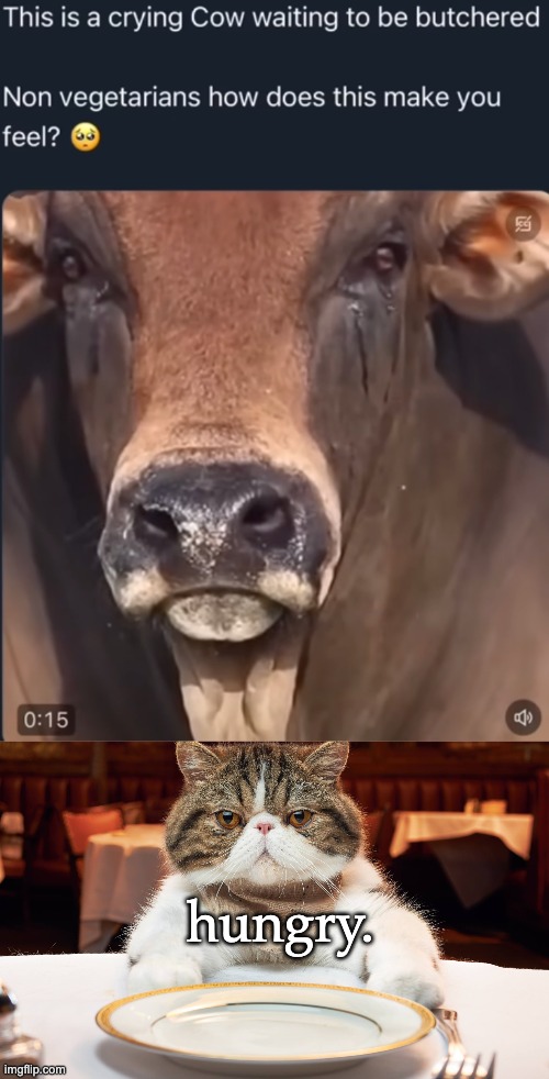 poor cow *takes bite of burrito* | hungry. | image tagged in cow,vegan | made w/ Imgflip meme maker