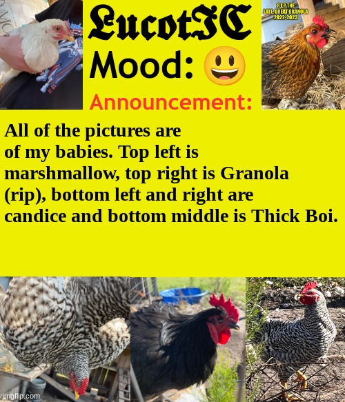. | 😃; All of the pictures are of my babies. Top left is marshmallow, top right is Granola (rip), bottom left and right are candice and bottom middle is Thick Boi. | image tagged in lucotic's chicken announcement template | made w/ Imgflip meme maker