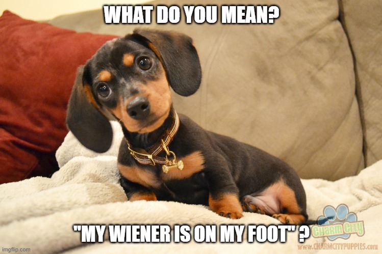 Too cute. | WHAT DO YOU MEAN? "MY WIENER IS ON MY FOOT" ? | image tagged in dog,dachshund,wiener,foot | made w/ Imgflip meme maker