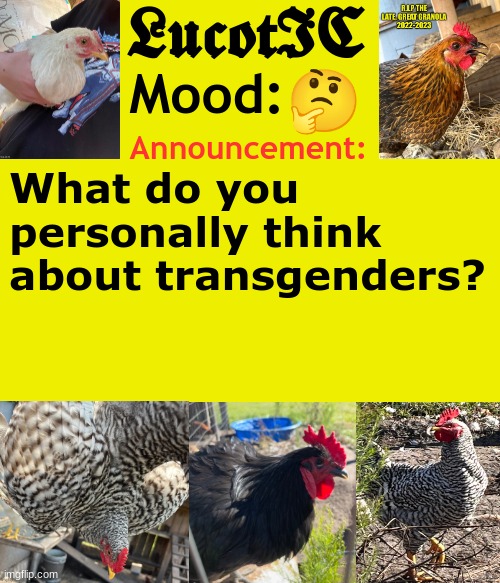 asking everyone | 🤔; What do you personally think about transgenders? | image tagged in lucotic's chicken announcement template | made w/ Imgflip meme maker