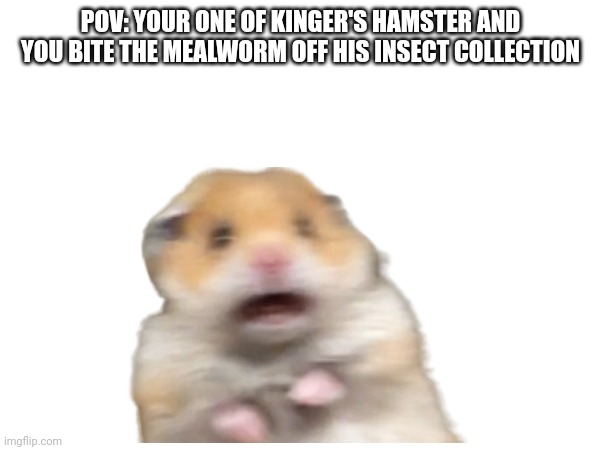 No more treats this week | POV: YOUR ONE OF KINGER'S HAMSTER AND YOU BITE THE MEALWORM OFF HIS INSECT COLLECTION | made w/ Imgflip meme maker