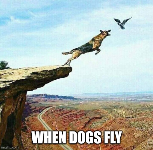 When Dogs Fly.... | WHEN DOGS FLY | image tagged in when dogs fly | made w/ Imgflip meme maker