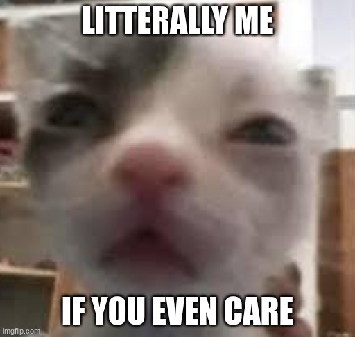 Litterally me, if you even care... | LITTERALLY ME; IF YOU EVEN CARE | image tagged in cat,cats,funny memes,memes,fun | made w/ Imgflip meme maker