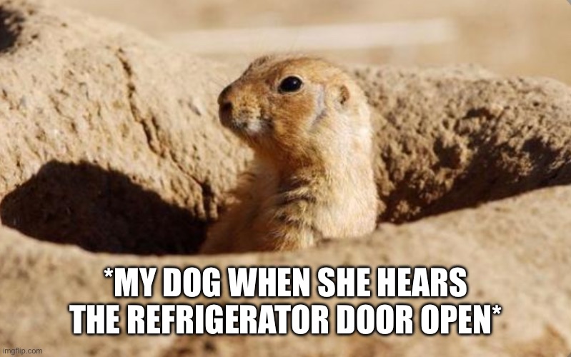 My Dog Is Always Scrounging | *MY DOG WHEN SHE HEARS THE REFRIGERATOR DOOR OPEN* | image tagged in prairie dog hole,dog,refrigerator,food,open door | made w/ Imgflip meme maker