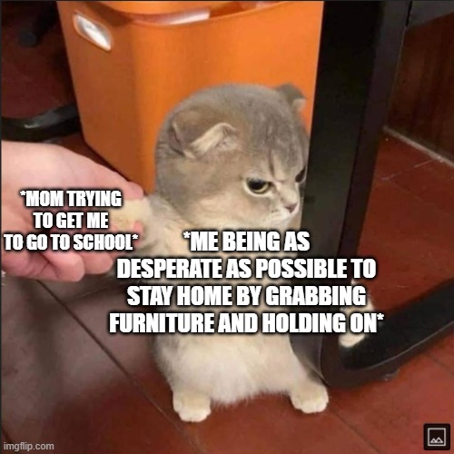 I AM NOT GOIN TO SCHOOL! | *MOM TRYING TO GET ME TO GO TO SCHOOL*; *ME BEING AS DESPERATE AS POSSIBLE TO STAY HOME BY GRABBING FURNITURE AND HOLDING ON* | image tagged in i dont wanna go to school,angry cat,school life,cat grabbing furniture | made w/ Imgflip meme maker