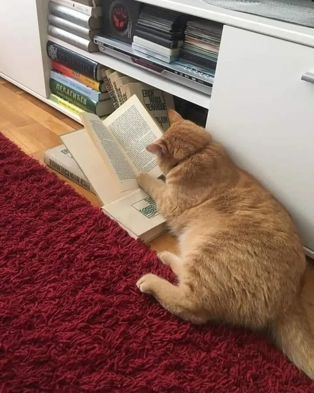 High Quality Book cat Blank Meme Template