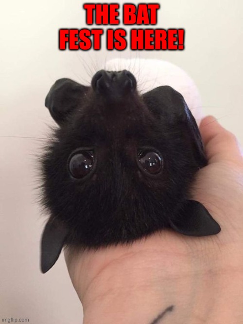 THE BAT FEST IS HERE! | made w/ Imgflip meme maker
