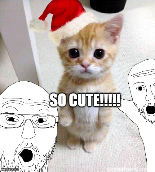 Cute Cat | SO CUTE!!!!! | image tagged in memes,cute cat | made w/ Imgflip meme maker
