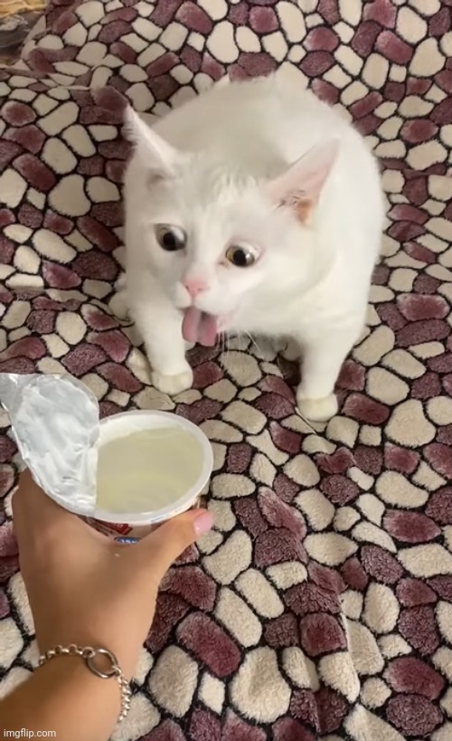 White cat sour cream throw up / vomit | image tagged in white cat sour cream throw up / vomit | made w/ Imgflip meme maker