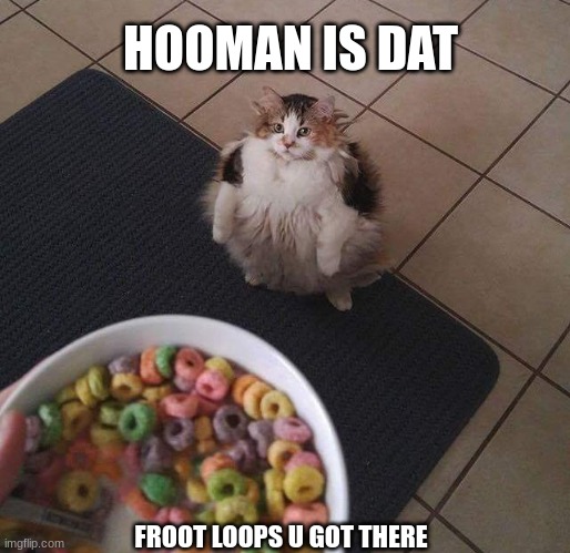YummyFrootLoops | HOOMAN IS DAT; FROOT LOOPS U GOT THERE | image tagged in yummy,cat,cereal | made w/ Imgflip meme maker