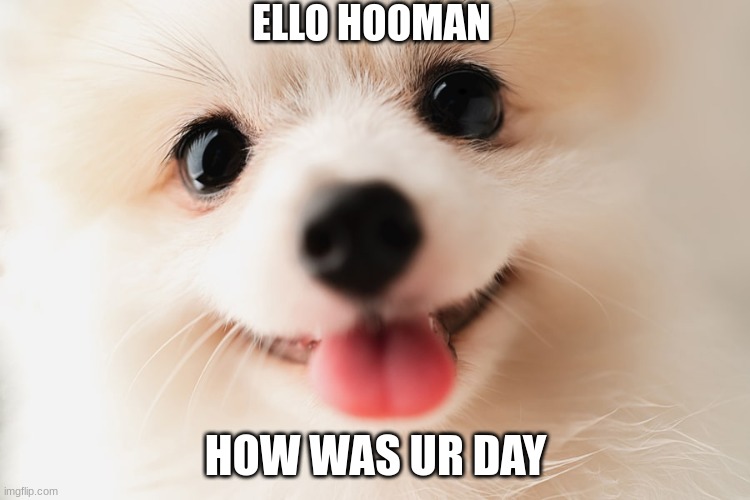 HappyDog | ELLO HOOMAN; HOW WAS UR DAY | image tagged in cute dog,adorable,happy | made w/ Imgflip meme maker