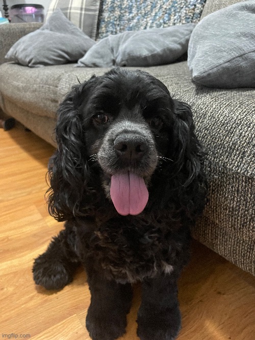 This is my doggo | made w/ Imgflip meme maker