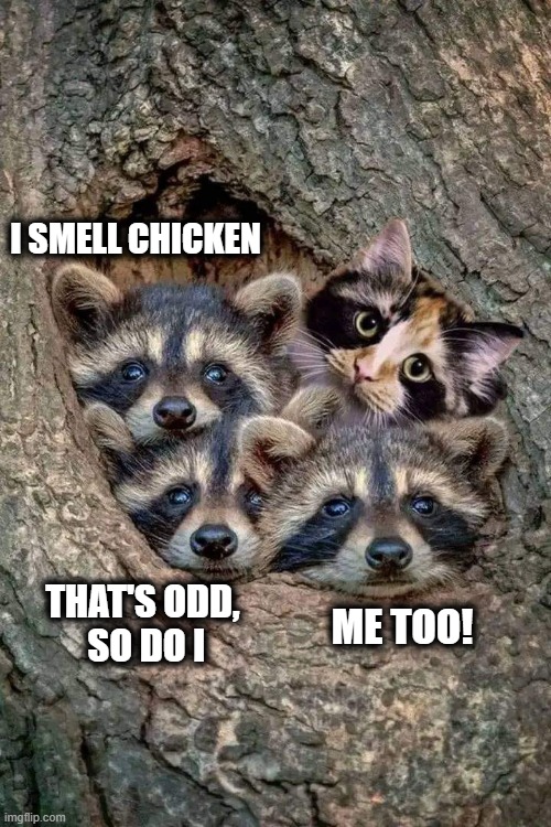 I have heard cats taste like chicken | I SMELL CHICKEN; THAT'S ODD,   SO DO I; ME TOO! | image tagged in raccoon,raccoons and cat,raccoon meme,cats taste like chicken | made w/ Imgflip meme maker