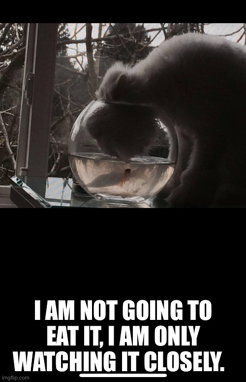 I AM NOT GOING TO EAT IT, I AM ONLY WATCHING IT CLOSELY. | image tagged in funny memes | made w/ Imgflip meme maker