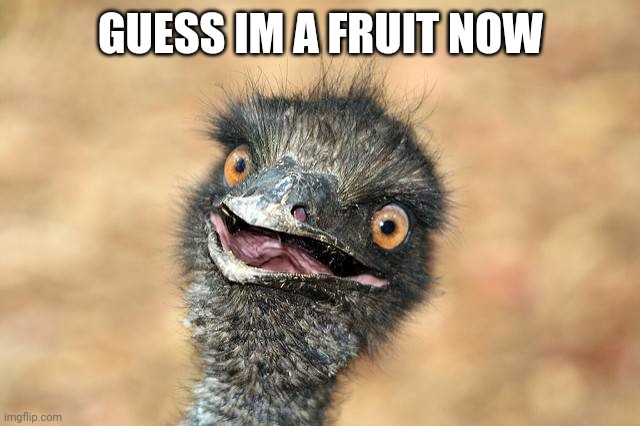 surprised emu | GUESS IM A FRUIT NOW | image tagged in surprised emu | made w/ Imgflip meme maker