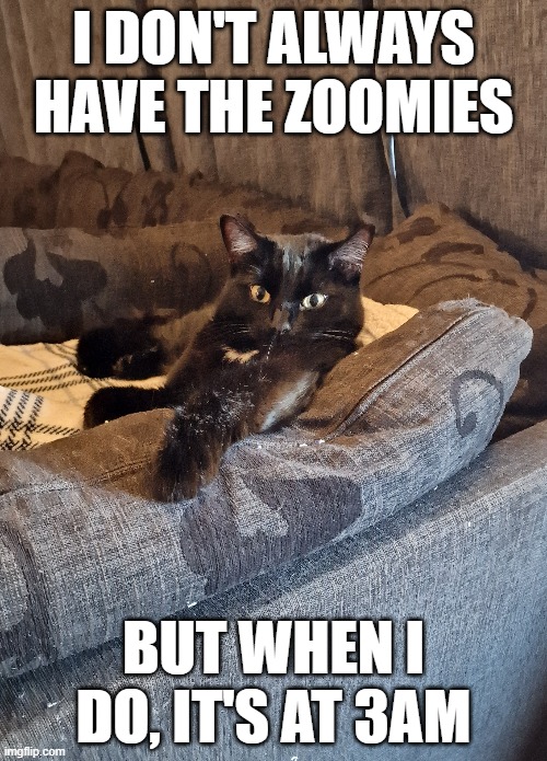 Zoomies | I DON'T ALWAYS HAVE THE ZOOMIES; BUT WHEN I DO, IT'S AT 3AM | image tagged in i don't always,funny cat memes | made w/ Imgflip meme maker